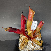 Heliamphora sp. Venamo