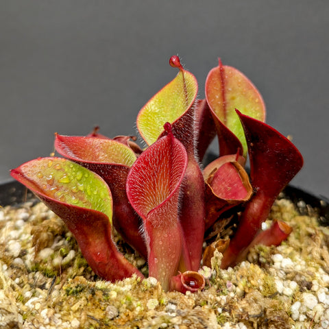 Heliamphora minor var pilosa Auyan rosette of red upright pitchers with hairy edges and lime green interiors