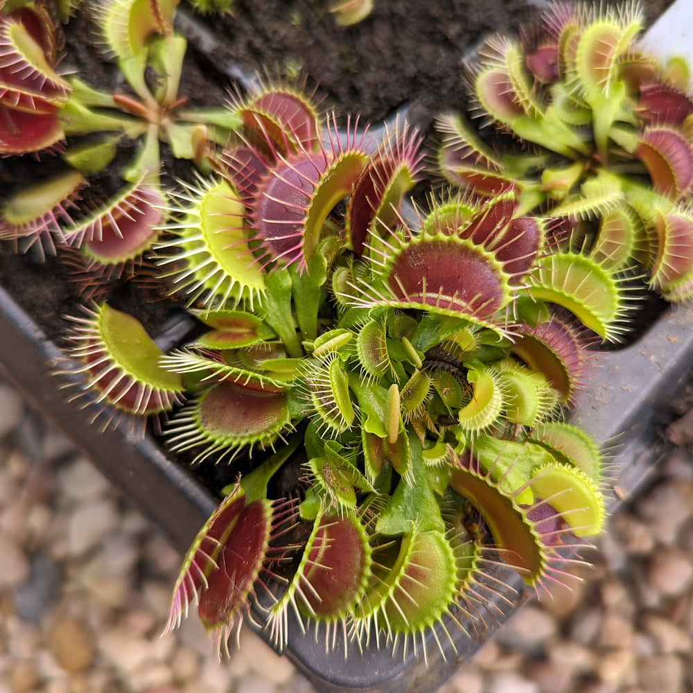 
                      
                        Venus Flytrap- Dionaea muscipula "Dragon's Breath"
                      
                    