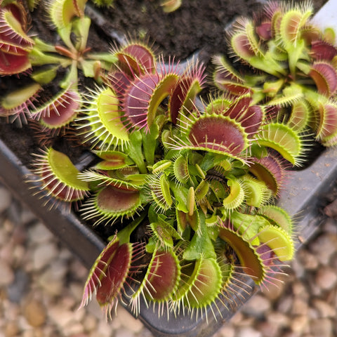 Venus flytrap Dionaea muscipula Dragon's Breath with vivid red and green traps in a pot.