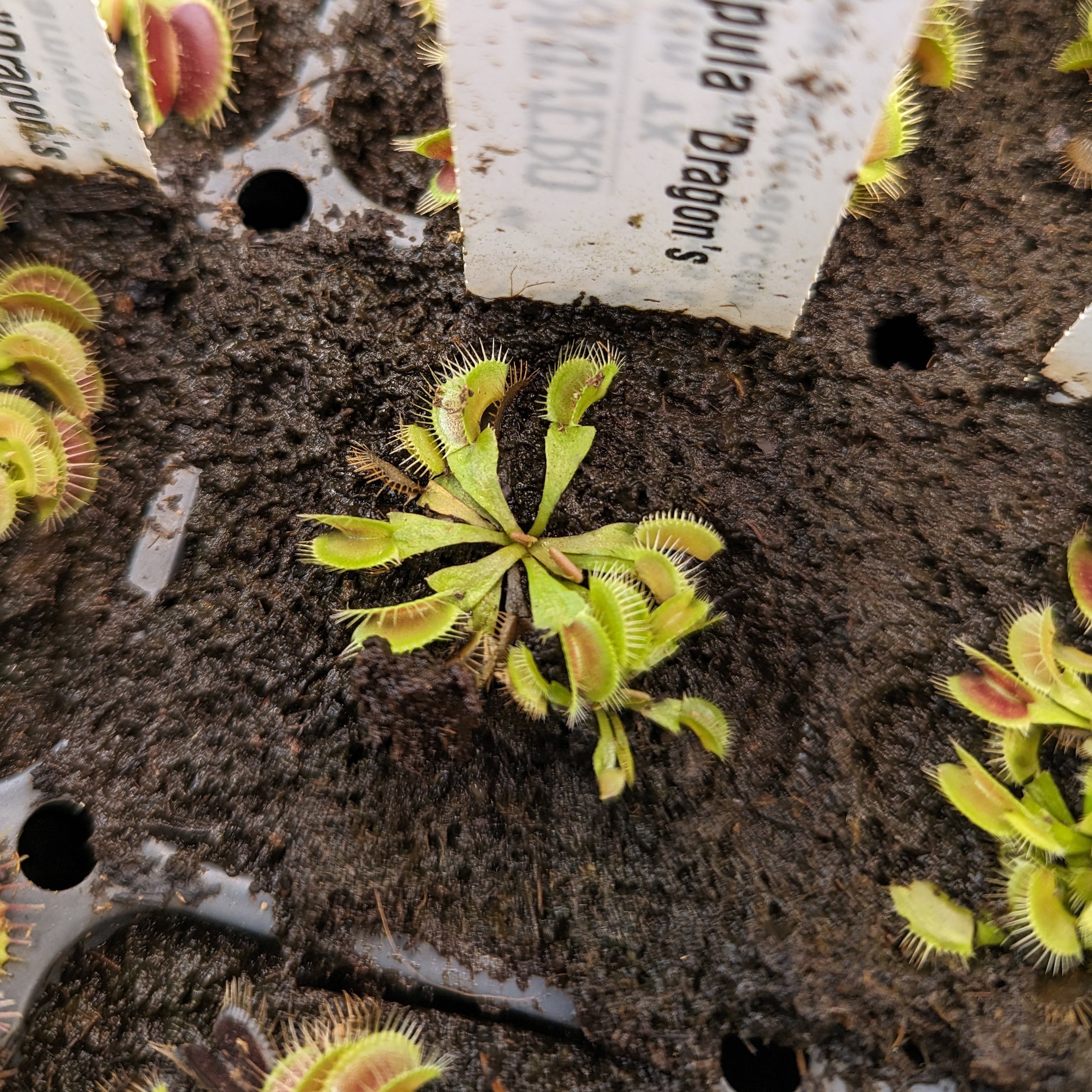 Venus Flytrap- Dionaea muscipula 