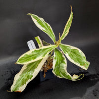 Nepenthes ampullaria variegated