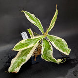 Nepenthes ampullaria variegated
