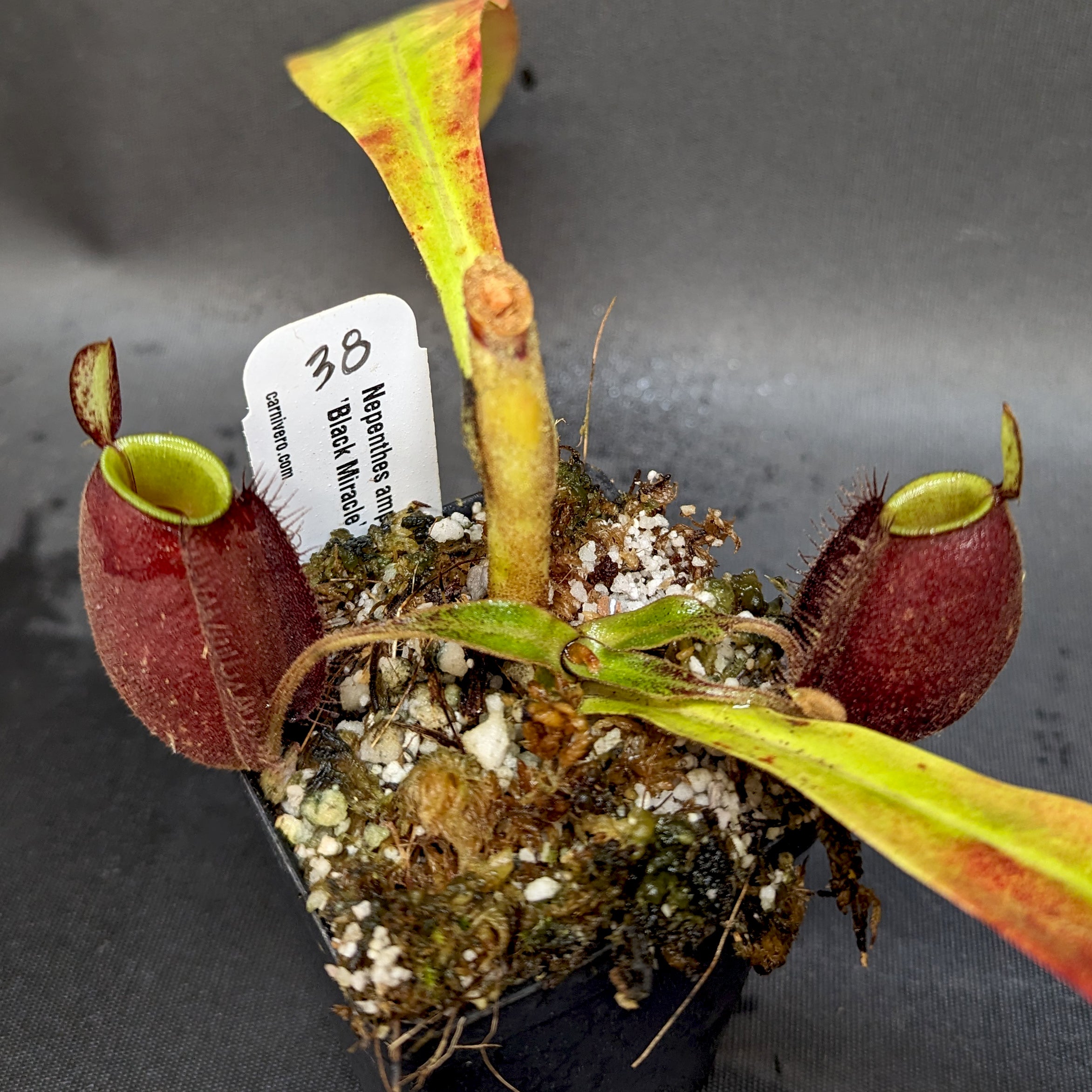 Nepenthes ampullaria 'Black Miracle' – Carnivero