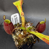 Nepenthes ampullaria 'Black Miracle'