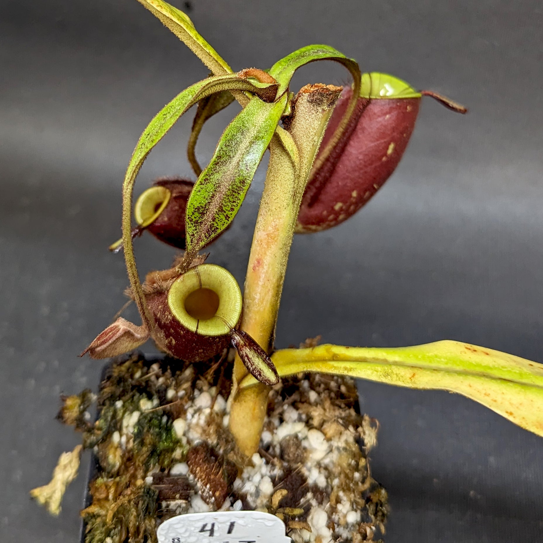 N.ampullaria 'Black Miracle' 3号鉢 ネペンテス Nepenthes 'Black