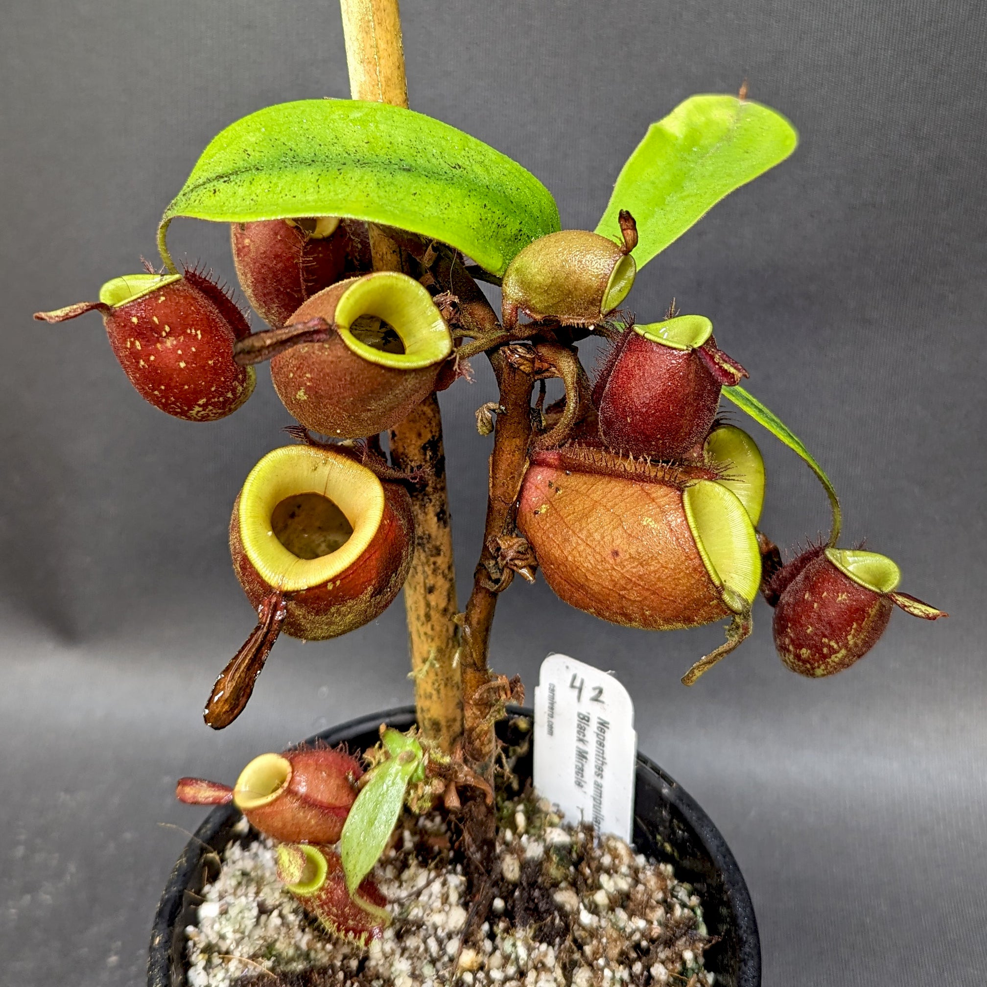 N.ampullaria 'Black Miracle' 3号鉢 ネペンテス Nepenthes ampullaria
