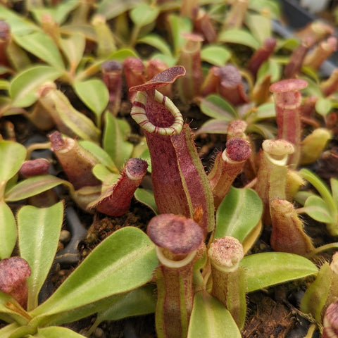 Cluster of red tubular Nepenthes pitchers with pale rims among green leaves