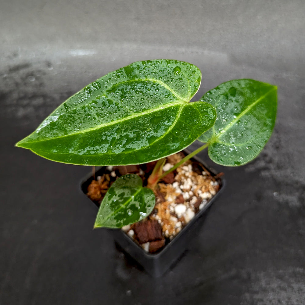 
                      
                        Anthurium magnificum x regale, CAR-0361
                      
                    