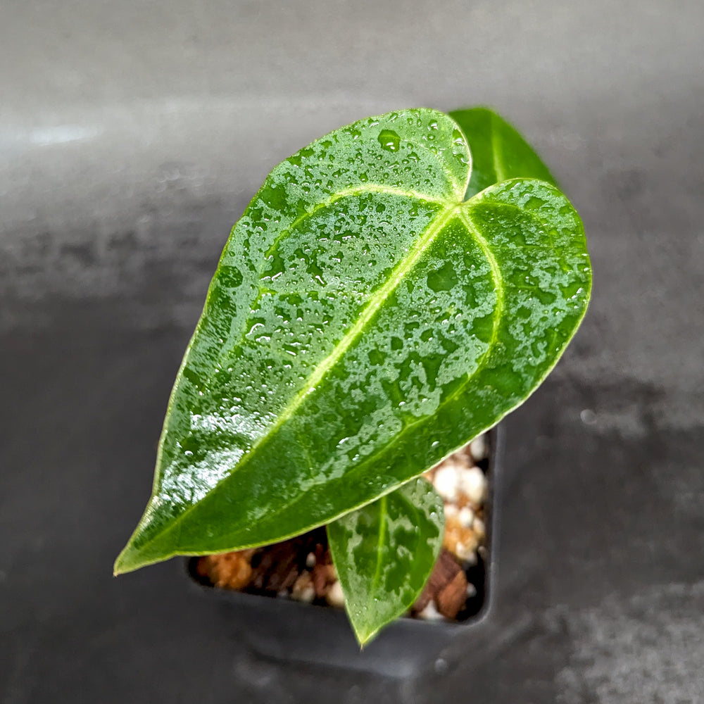 
                      
                        Anthurium magnificum x regale, CAR-0361
                      
                    
