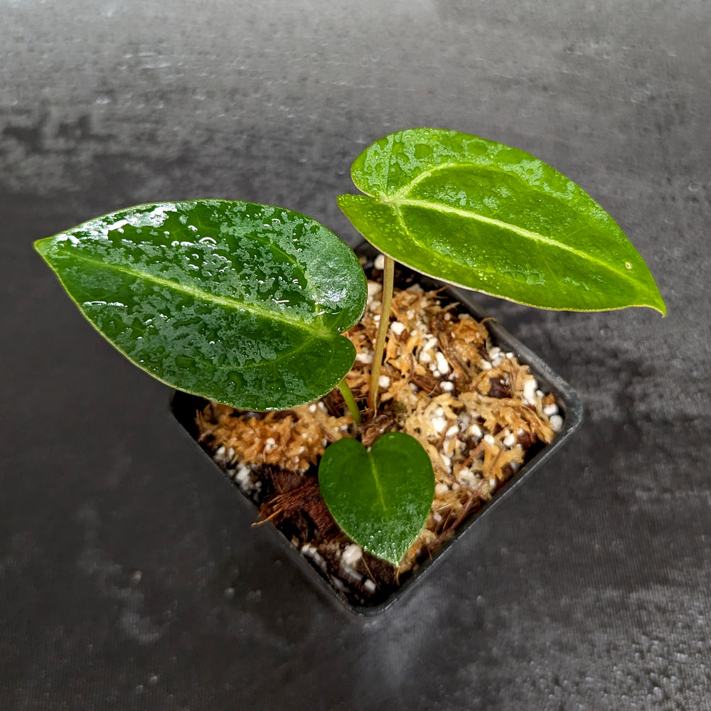 
                      
                        Anthurium magnificum x regale, CAR-0361
                      
                    