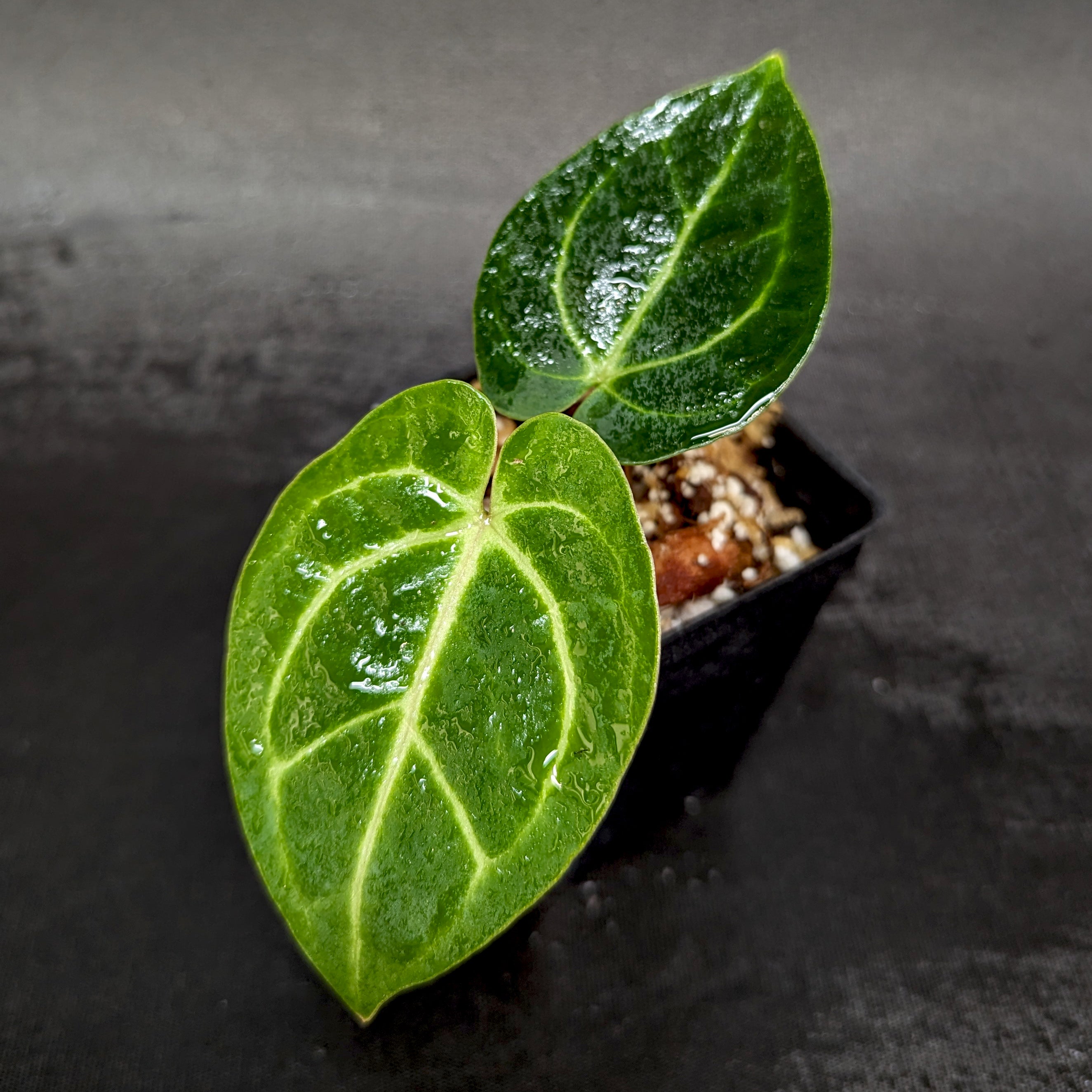 Anthurium (crystallinum x magnificum) 