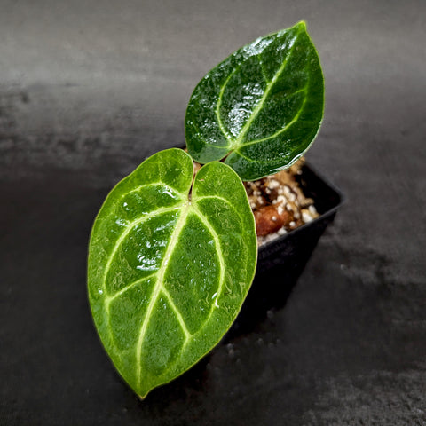 Two glossy Anthurium crystallinum x magnificum Tezula Select x carlablackiae leaves with bright pale venation