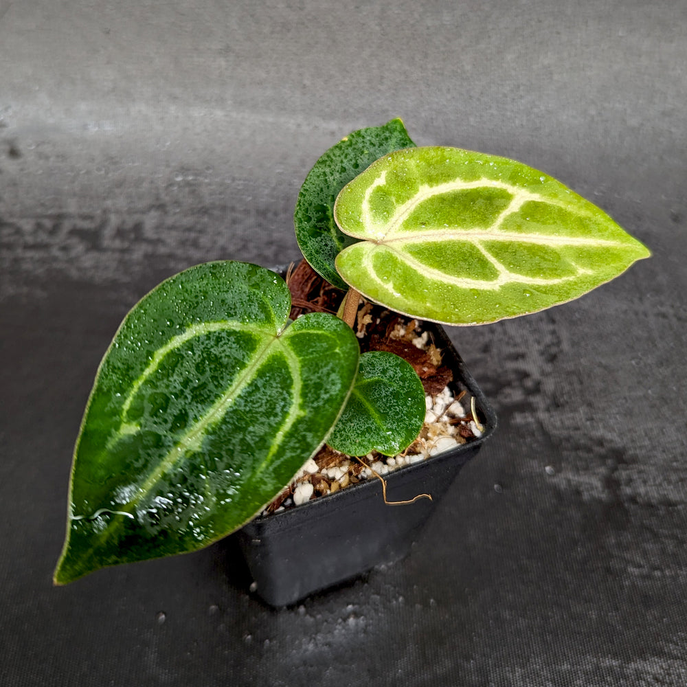 
                      
                        Anthurium (crystallinum x magnificum) "Tezula Select" x carlablackiae, CAR-0362
                      
                    