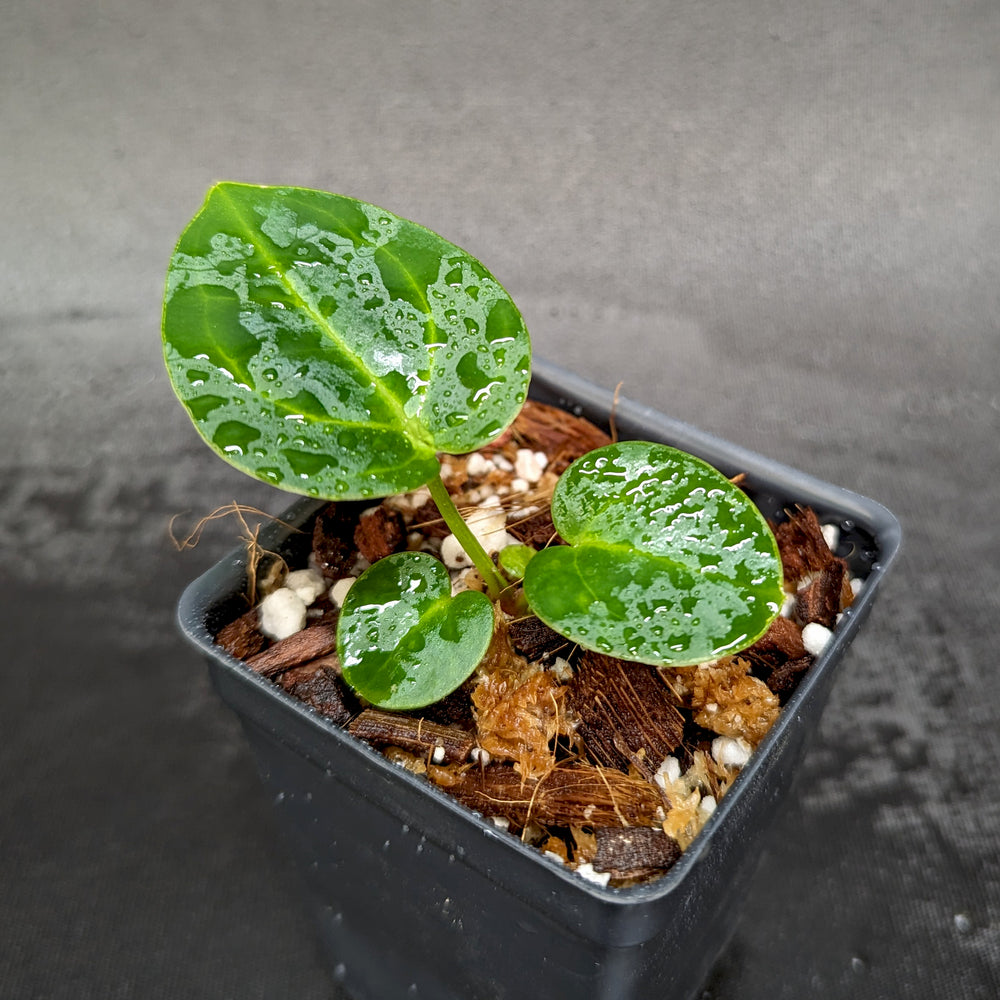 
                      
                        Anthurium (crystallinum x magnificum) "Tezula Select" x carlablackiae, CAR-0362
                      
                    