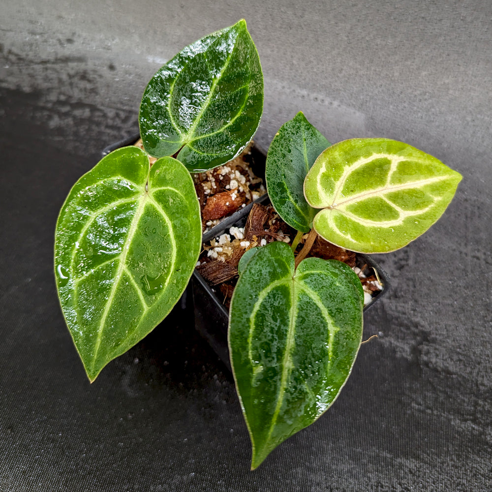 
                      
                        Anthurium (crystallinum x magnificum) "Tezula Select" x carlablackiae, CAR-0362
                      
                    