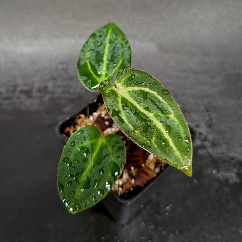Small potted Anthurium crystallinum x magnificum SC x carlablackiae with glossy green leaves and water droplets.