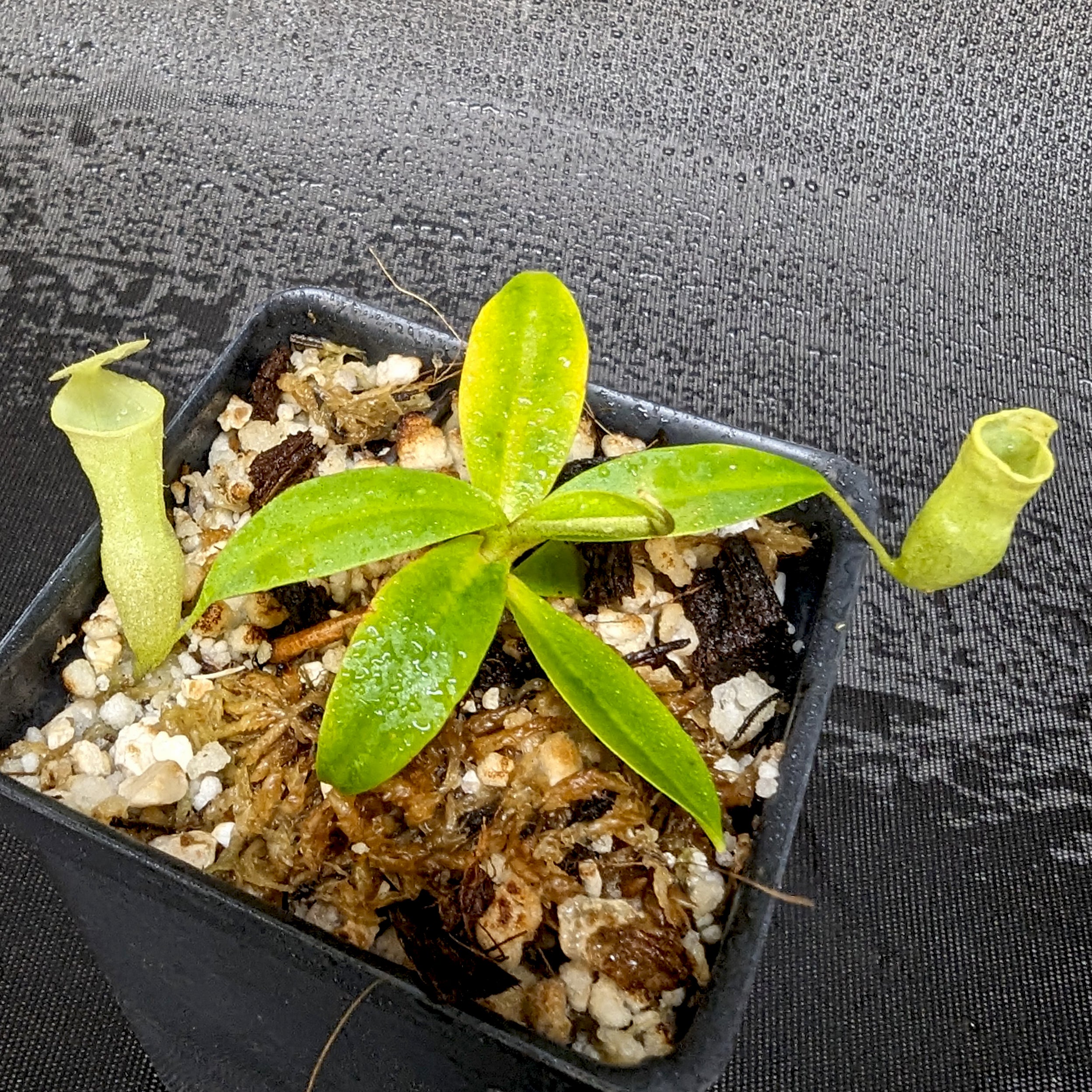 その他観葉植物 BE-3044 nepenthes campanulata Nepenthes campanulata, BE-3044 – Carnivero