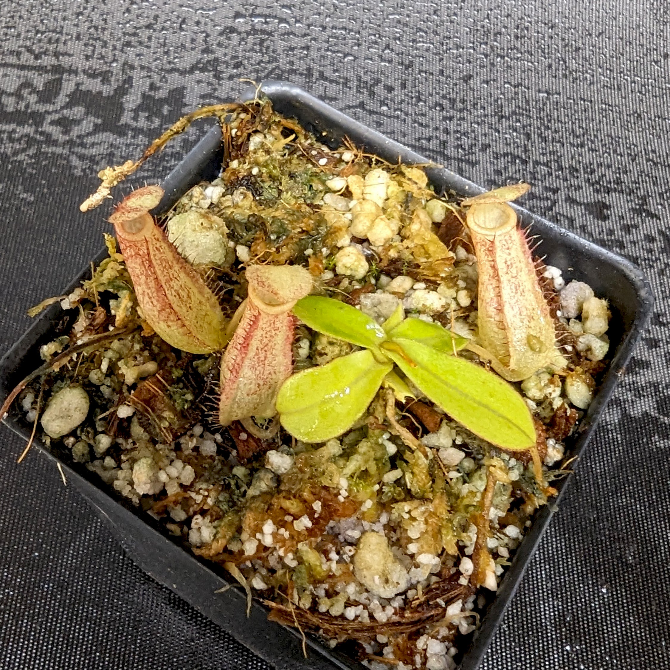 Nepenthes adnata X – Carnivero