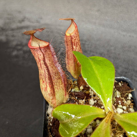 Nepenthes adnata X pitcher plant with tall reddish brown pitchers and a green leaf in a small pot.