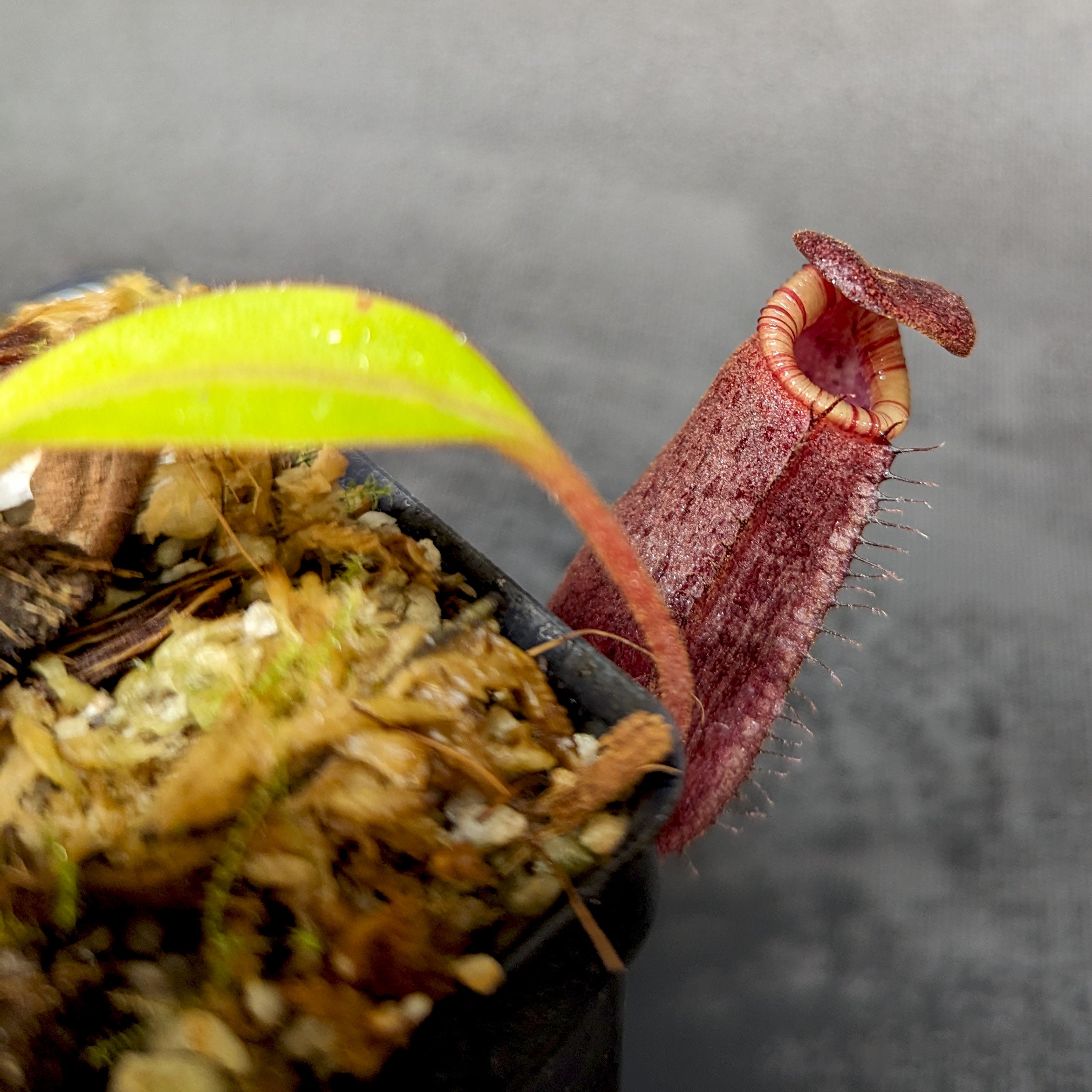 Nepenthes spectabilis x lowii, BE-4524 – Carnivero
