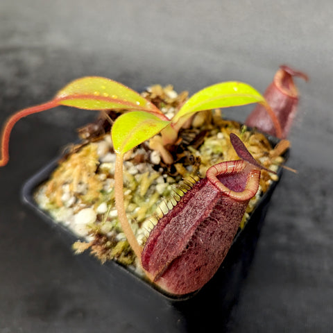 Nepenthes spectabilis x lowii BE-4524 plant with burgundy pitcher and bright green leaves in a small pot.