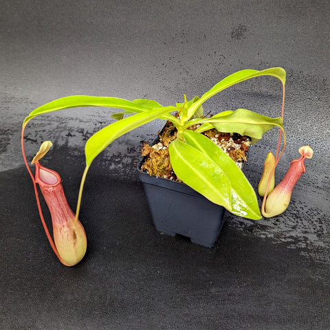 Nepenthes ventrata in a small pot with bright green leaves and red elongated pitchers with curling tendrils.