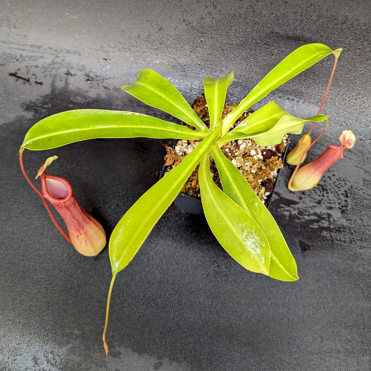 Vänt Ratta Nepenthes Ventrata