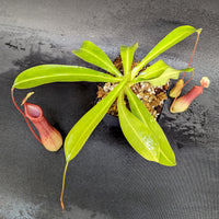 Nepenthes ventrata