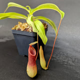 Nepenthes ventrata