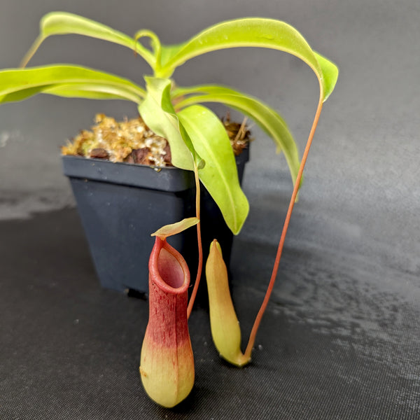 Nepenthes Ventrata Carnivero nepenthes-ventrata-carnivero