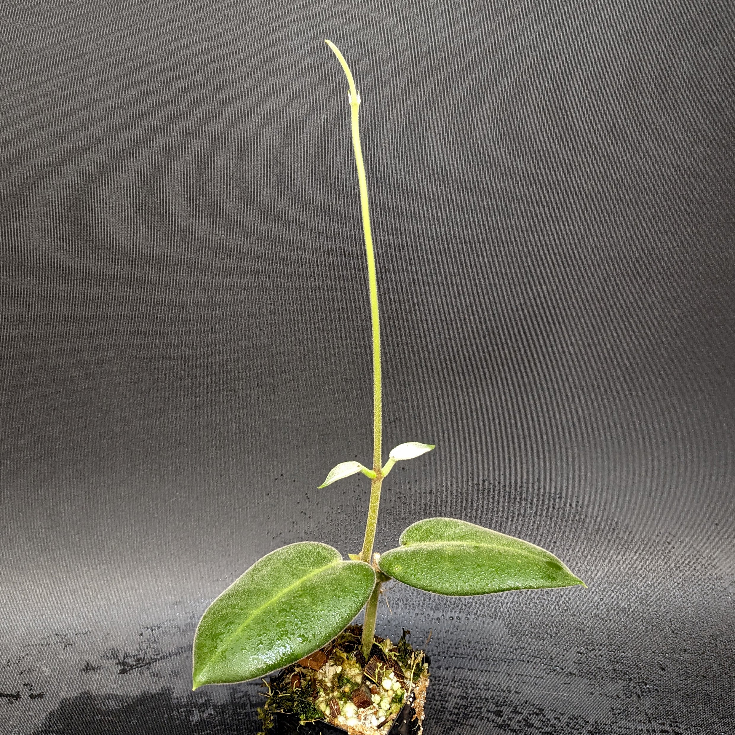Hoya calycina 'Stargazer' – Carnivero