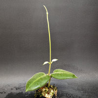 Hoya calycina ‘Stargazer’ - Exact Plant 01/26/24