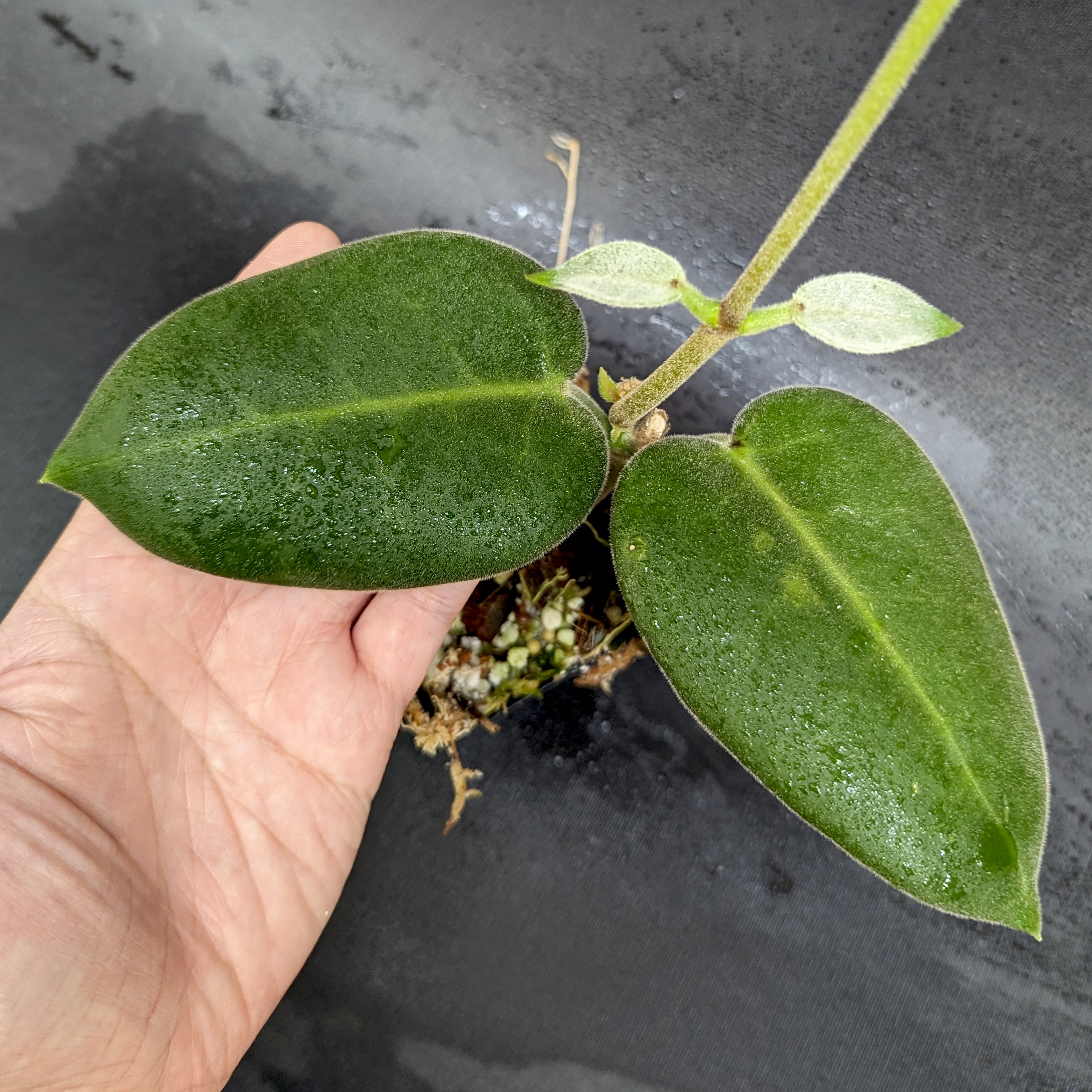 Hoya calycina 'Stargazer' – Carnivero