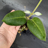 Hoya calycina ‘Stargazer’ - Exact Plant 01/26/24