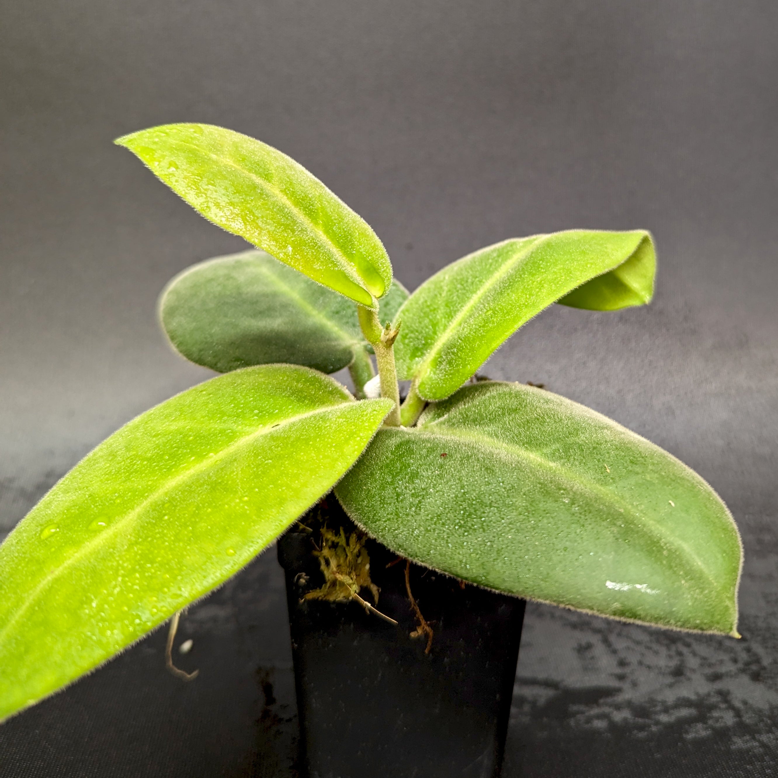 Hoya calycina 'Stargazer' – Carnivero