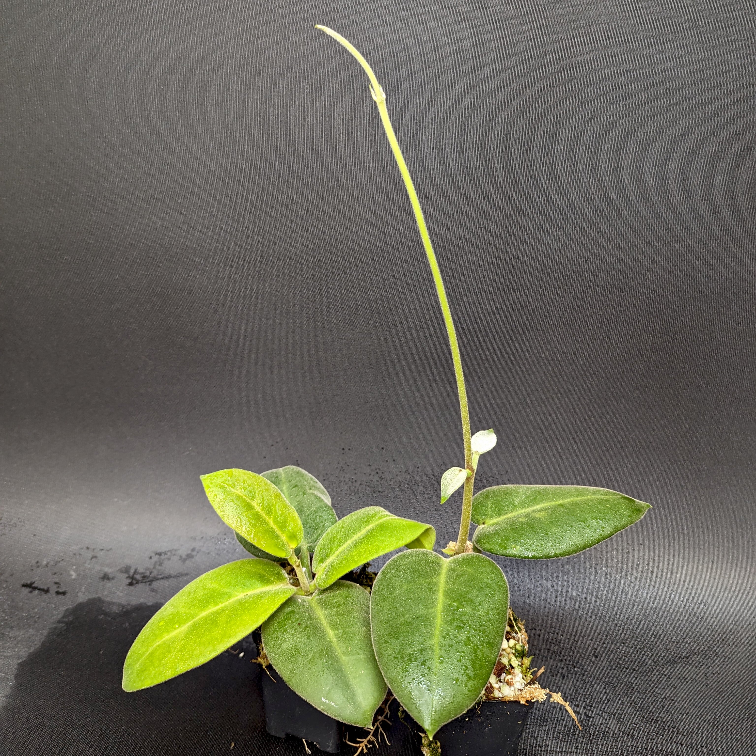 Hoya calycina 'Stargazer' – Carnivero