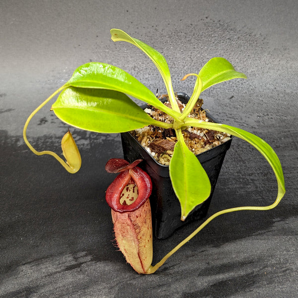 Nepenthes robcantleyi x tenuis, BE-3982