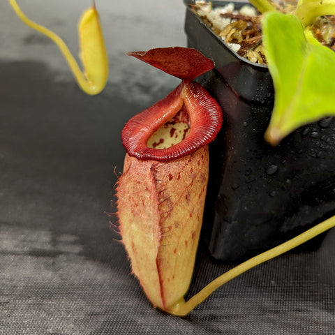 Close-up of Nepenthes robcantleyi x tenuis BE-3982 pitcher showing a red peristome and pale spotted body.
