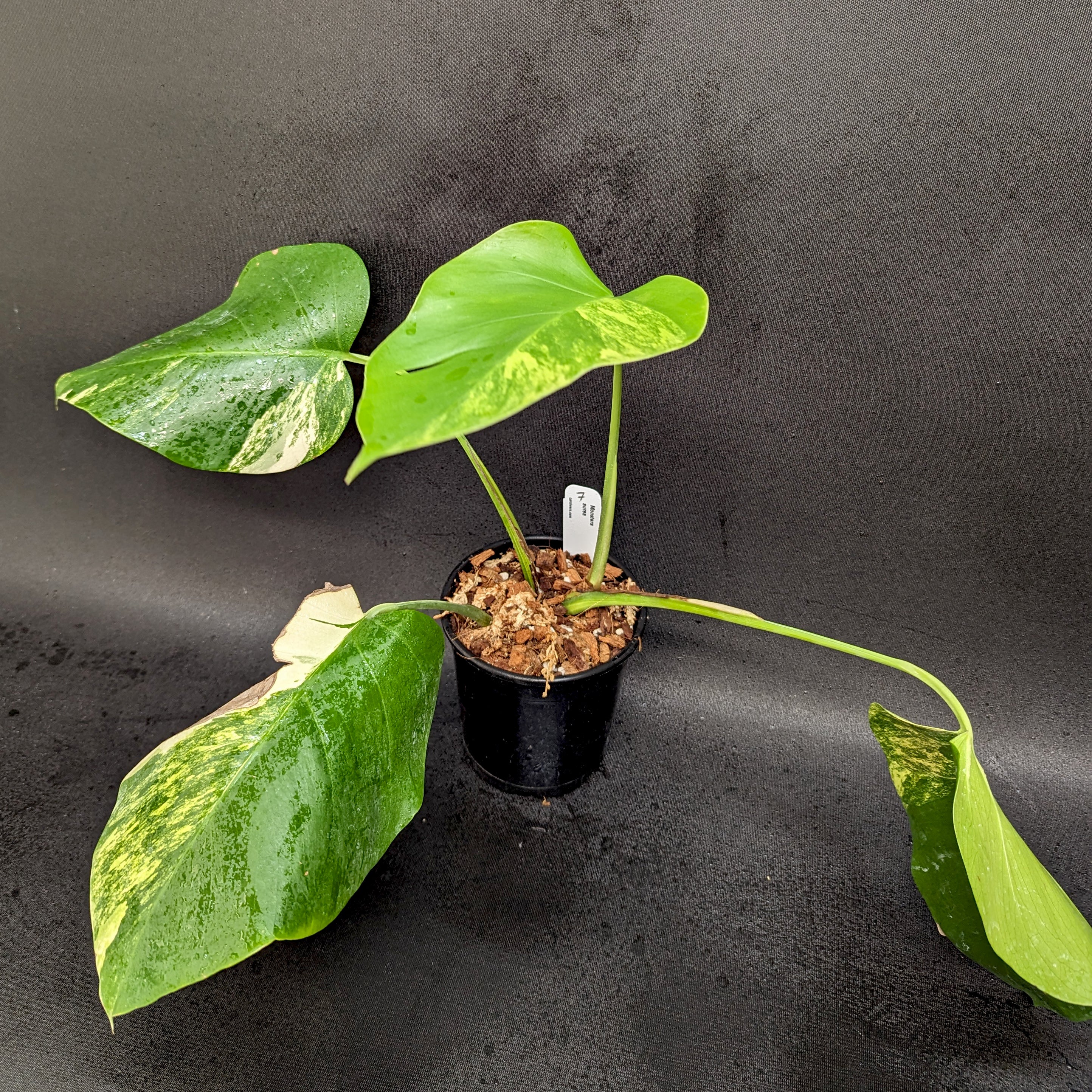 Monstera deliciosa aurea – Carnivero