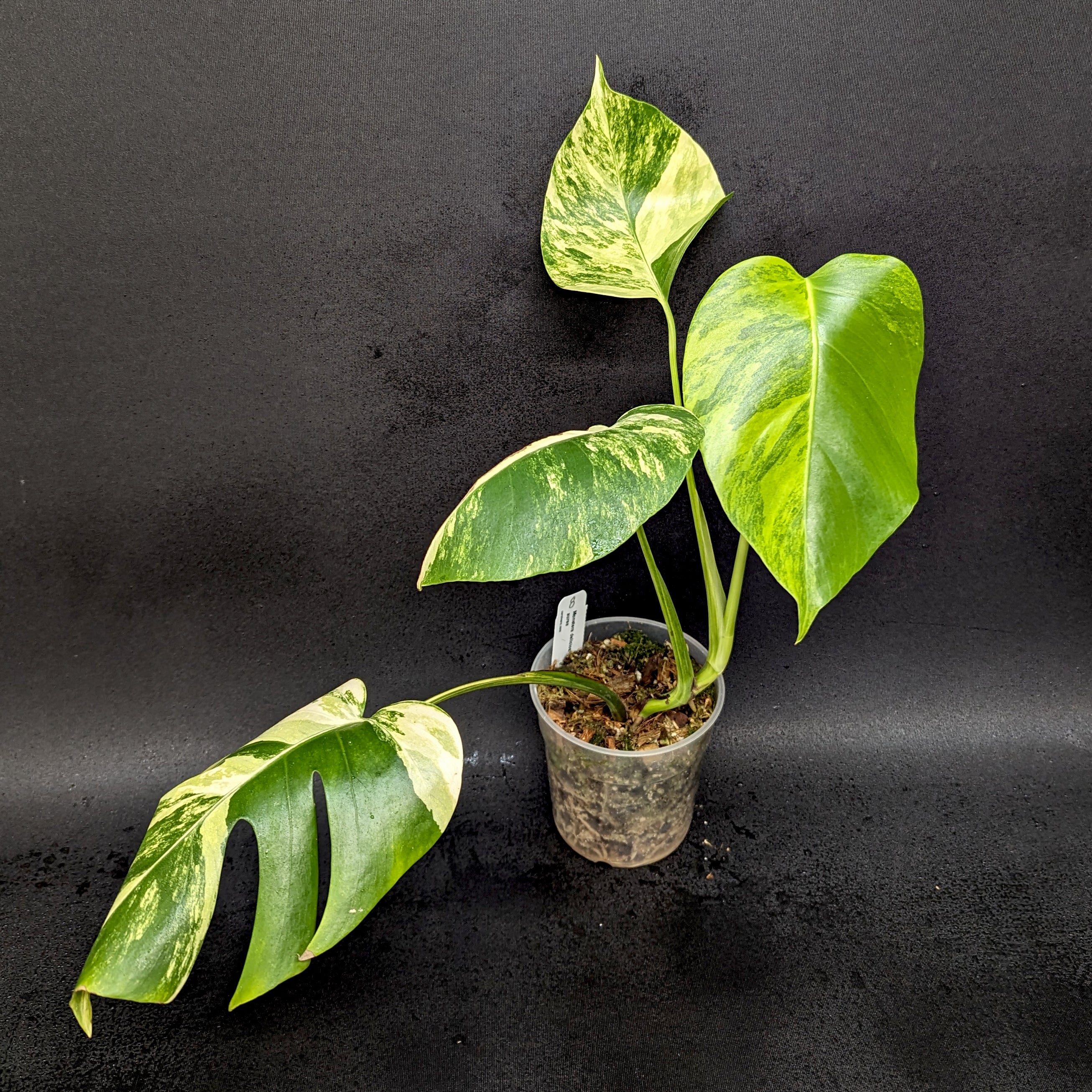 Monstera deliciosa aurea – Carnivero