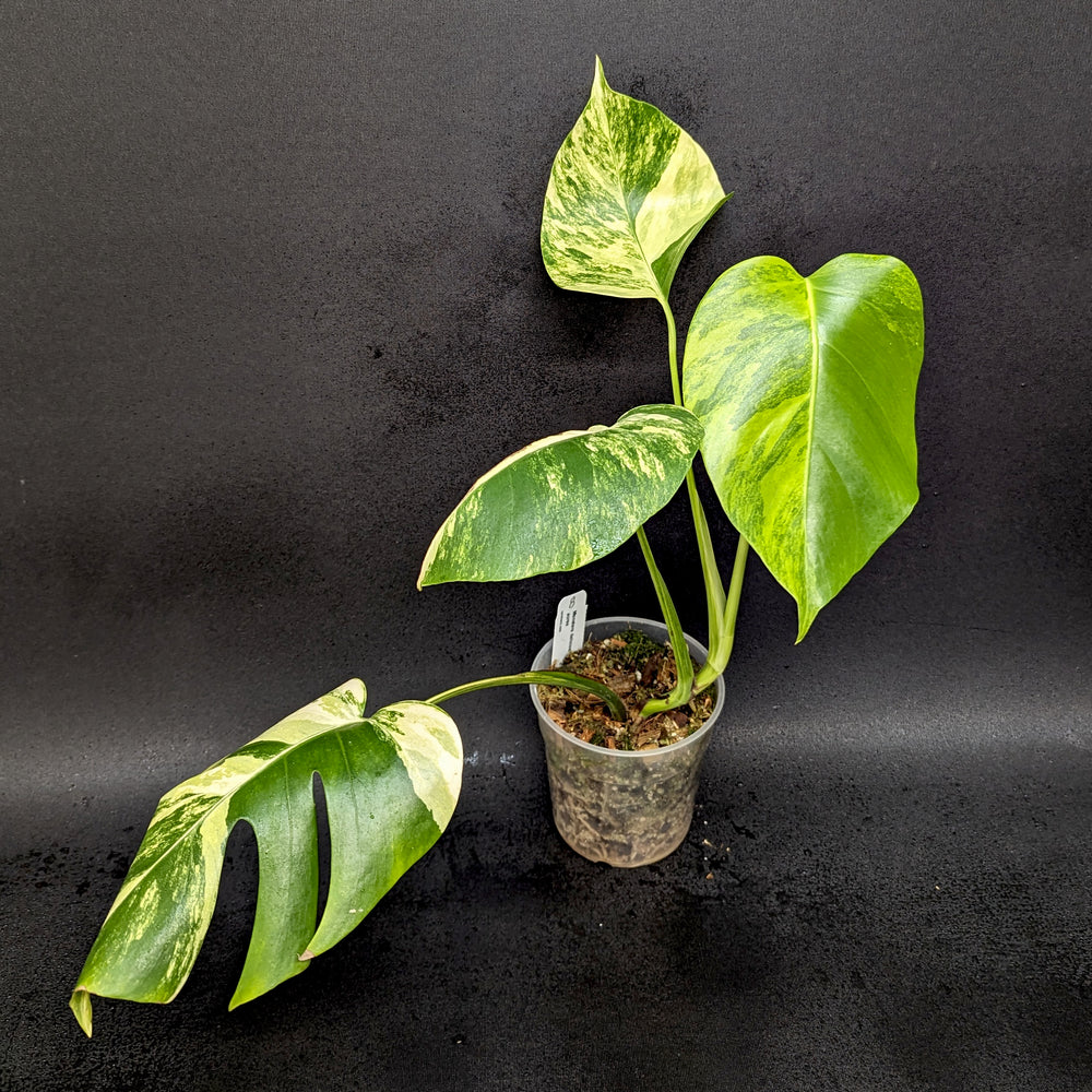 monstera deliciosa liebm aura verigata Monstera deliciosa aurea – Carnivero