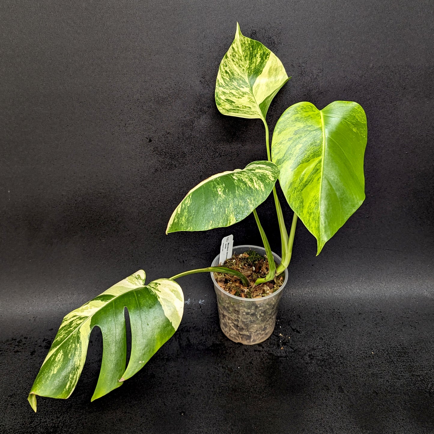 monstera aurea vs deliciosa Monstera deliciosa aurea – Carnivero