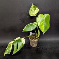 Monstera deliciosa aurea