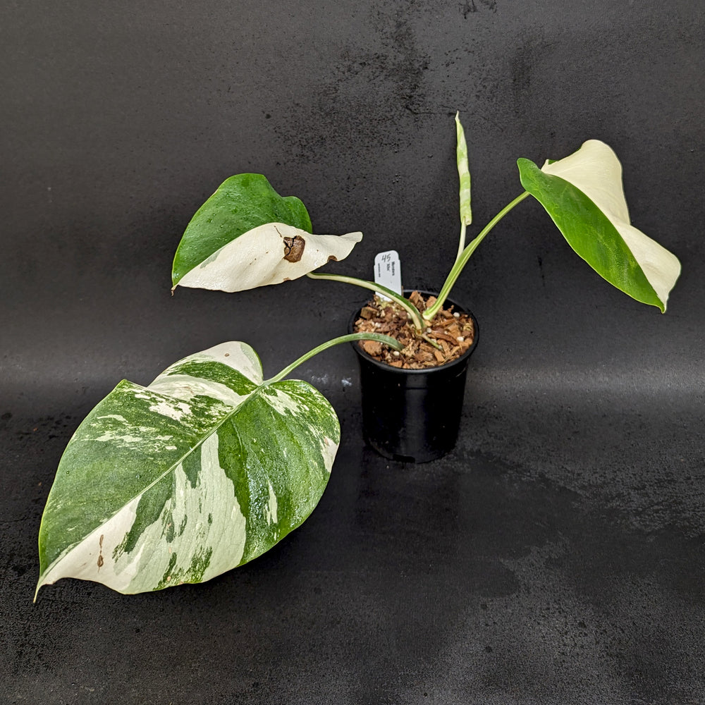 
                      
                        Monstera deliciosa var. borsigiana albo-variegata
                      
                    