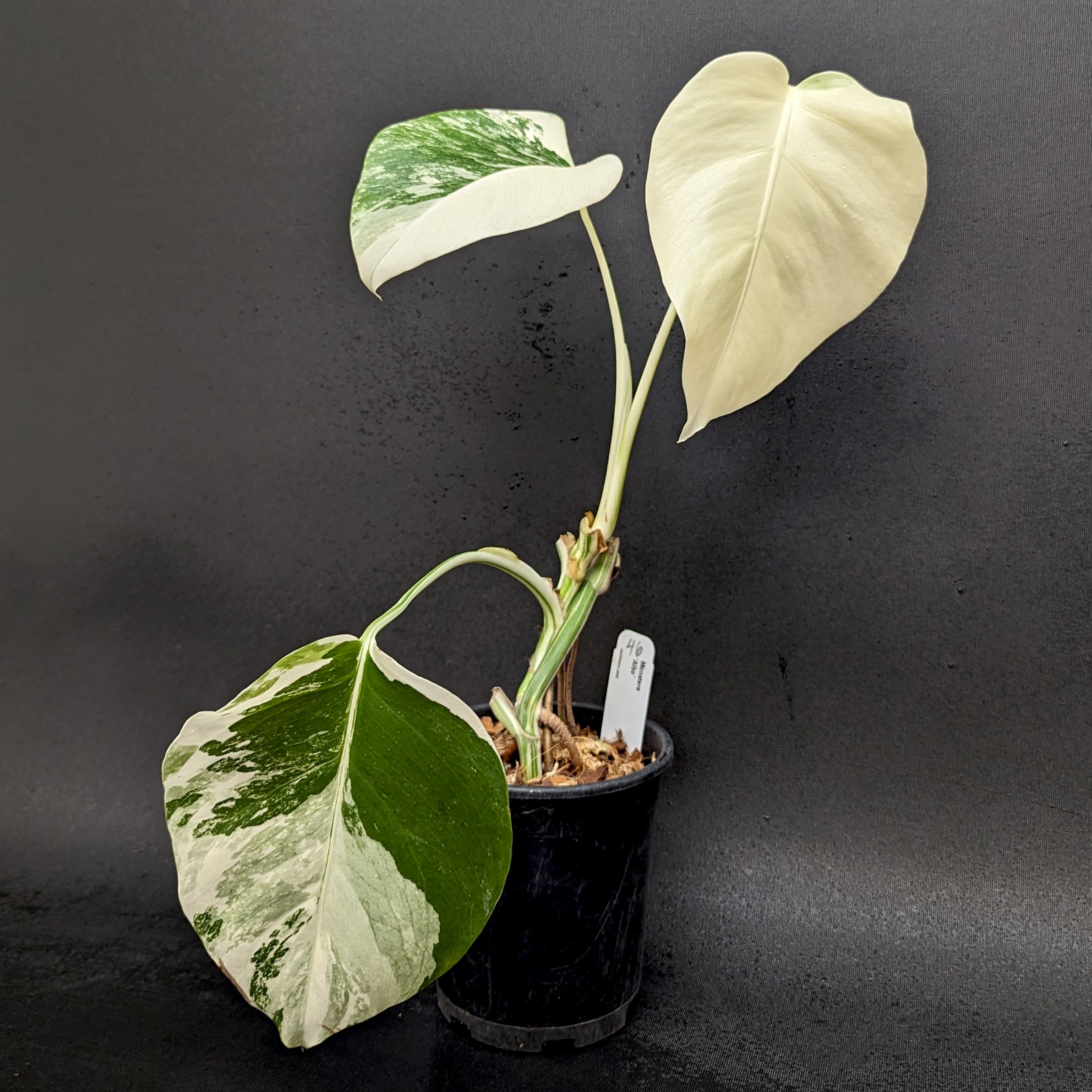 Monstera deliciosa var. borsigiana albo-variegata – Carnivero