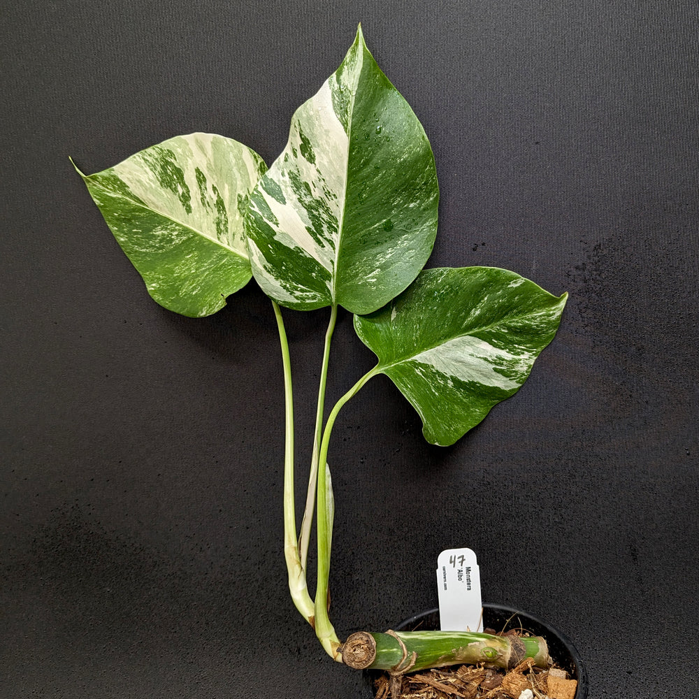 
                      
                        Monstera deliciosa var. borsigiana albo-variegata
                      
                    