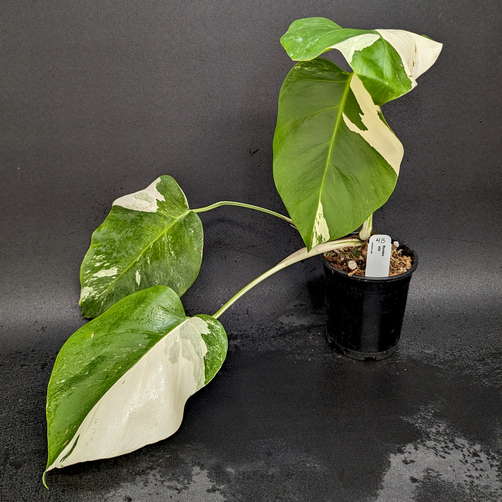 
                      
                        Monstera deliciosa var. borsigiana albo-variegata
                      
                    