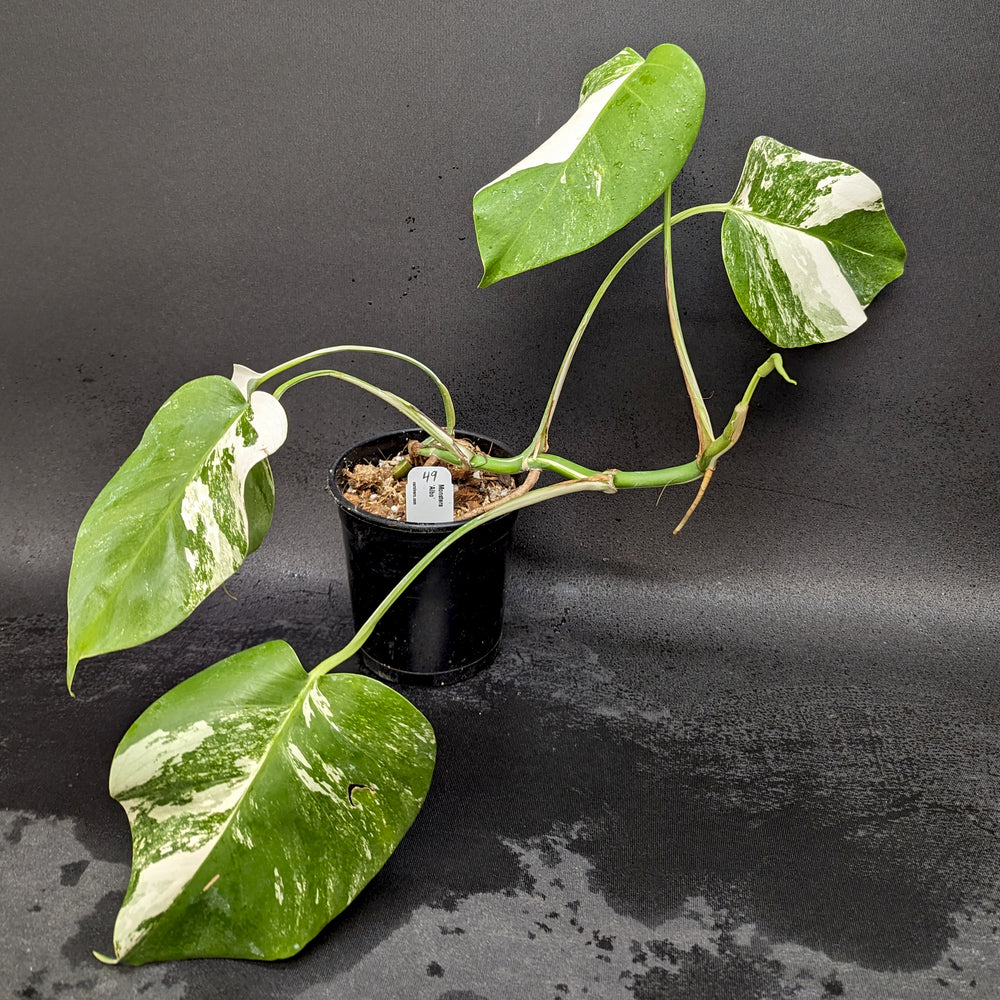 
                      
                        Monstera deliciosa var. borsigiana albo-variegata
                      
                    