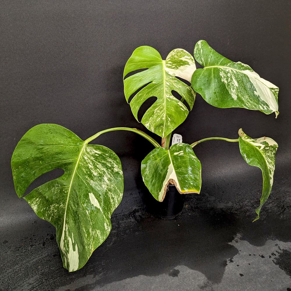 
                      
                        Monstera deliciosa var. borsigiana albo-variegata
                      
                    